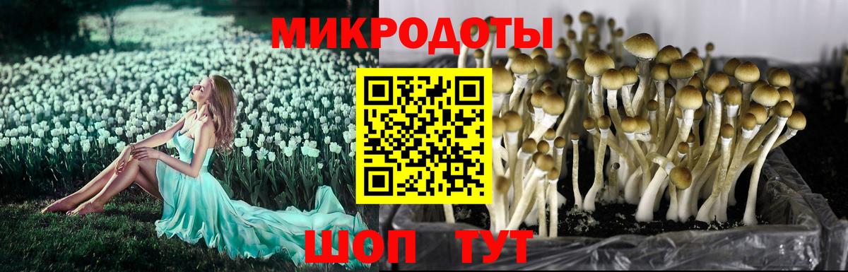 Великий Устюг  Галлюциногенные грибы прущие грибы  Вход с VPN 